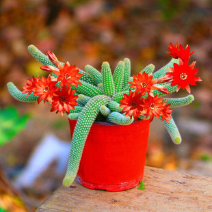 仙人掌仙人指盆栽垂吊多肉植物白檀花卉毛毛虫观花室内外四季常青