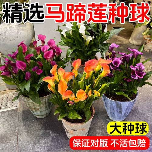 进口彩色马蹄莲种球带芽大球四季室内阳台盆栽苗易活种子球根花卉