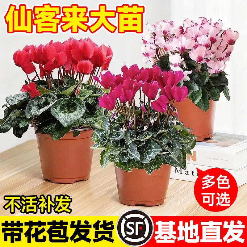仙客来盆栽带花苞室内客厅花卉重瓣年宵花好养大花苗观花植物易活