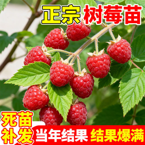 红树莓苗覆盆子果树苗盆栽地栽南北方种植红黄黑树莓苗高产好养的