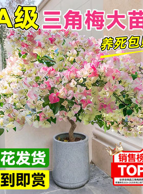 绿樱三角梅盆栽老桩带花卉名贵绿植物四季开花室内阳台耐寒多色苗
