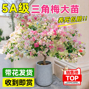 绿樱三角梅盆栽老桩带花卉名贵绿植物四季开花室内阳台耐寒多色苗