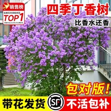 丁香花树苗四季花卉耐寒庭院地栽盆栽欧洲紫白色丛生浓香别墅大树
