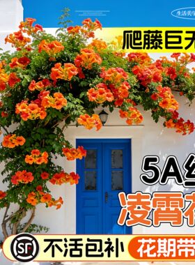 耐寒凌霄花苗爬藤植物四季开花卉大苗绿植盆栽庭院阳台炮仗花紫藤