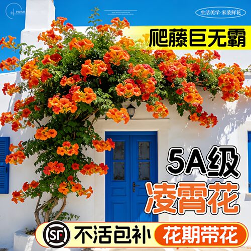 耐寒凌霄花苗爬藤植物四季开花卉大苗绿植盆栽庭院阳台炮仗花紫藤