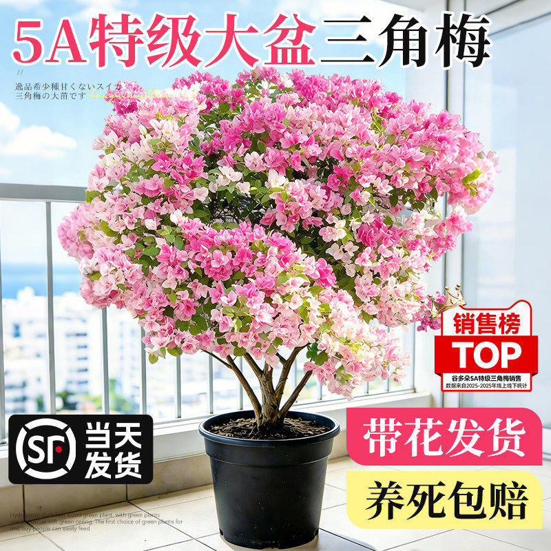 特级大盆三角梅盆栽绿樱漳红樱重瓣老桩带花绿植四季好养多季开花