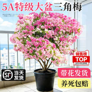 特级大盆三角梅盆栽绿樱漳红樱重瓣老桩带花绿植四季好养多季开花