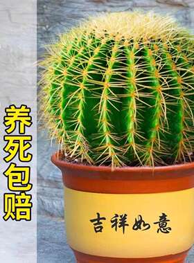 金虎仙人球类金琥办公室内盆栽仙人掌盆栽大号金冠植物超大颗好养