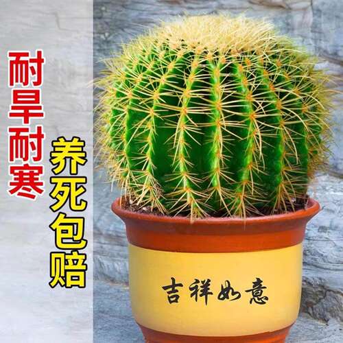 金虎仙人球类金琥办公室内盆栽仙人掌盆栽大号金冠植物超大颗好养