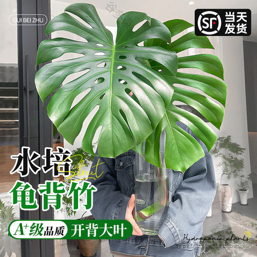 特级大叶龟背竹水培植物客厅室内好养盆栽桌面水养绿植四季常青绿