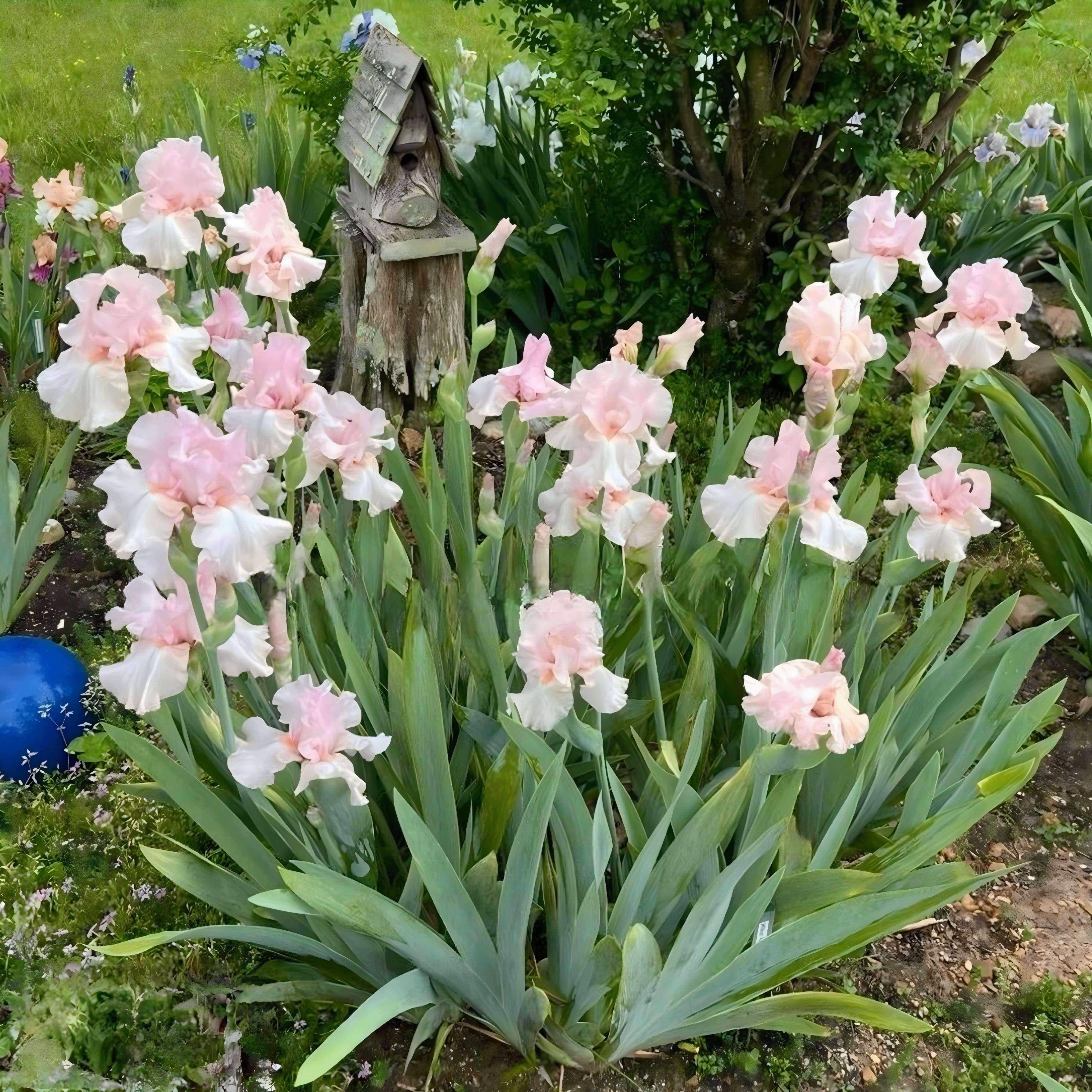 德国鸢尾种球鸢尾花苗多年生阳台盆栽庭院室外绿植耐热耐寒花植物