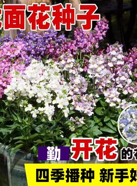 龙面花种子四季播种开花好养易活室内室外花种子籽草花籽植物盆栽