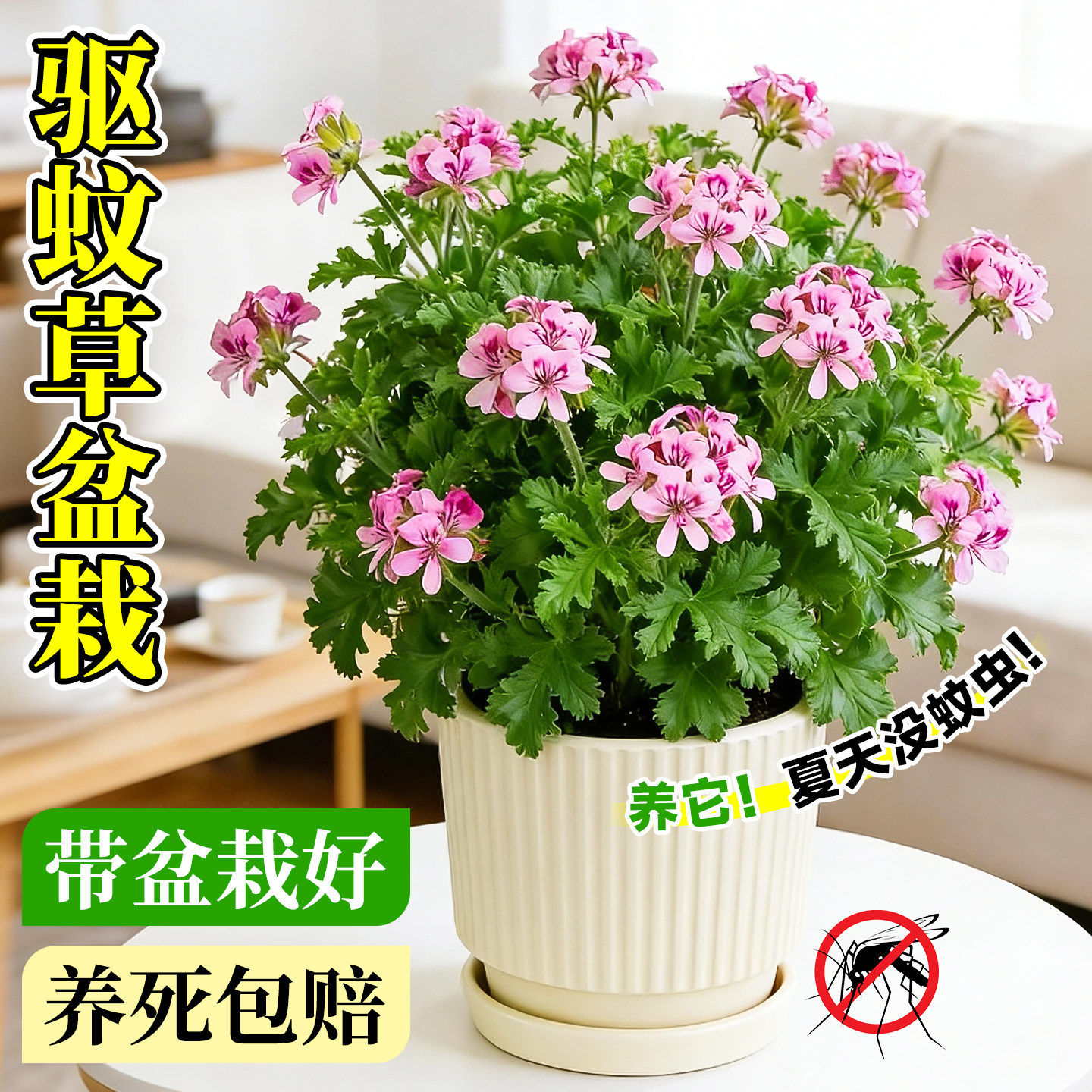 驱蚊草盆栽香叶天竺葵植物室内外庭院强力正宗防蚊草四季好养绿植