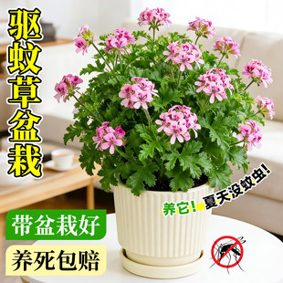 驱蚊草盆栽香叶天竺葵植物室内外庭院强力正宗防蚊草四季好养绿植