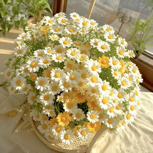 玛格丽特清新糖果菊花种子室内外阳台盆栽四季种植好养花卉种籽