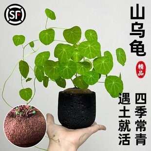 山乌龟植物金不换盆栽红藤圆叶室内阳台爬藤观叶水培好养秋冬绿植