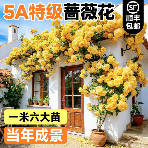 蔷薇花苗黄金庆典爬藤月季植物四季开花庭院爬墙藤本室外花卉盆栽