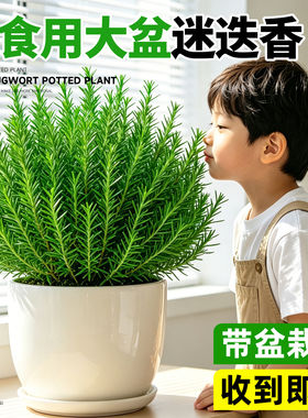 可食用迷迭香盆栽香草料室内阳台好养大盆植物驱蚊薄荷紫苏煎牛排