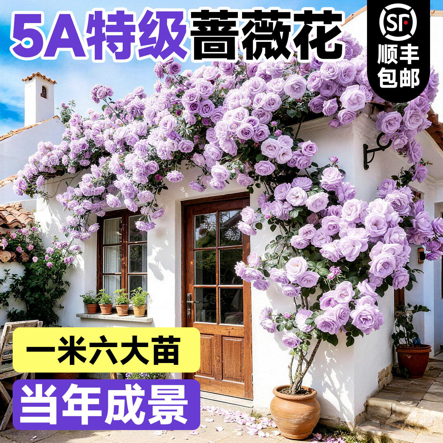 蔷薇花苗薰衣草花爬藤月季植物四季开花庭院爬墙藤本室外花卉盆栽