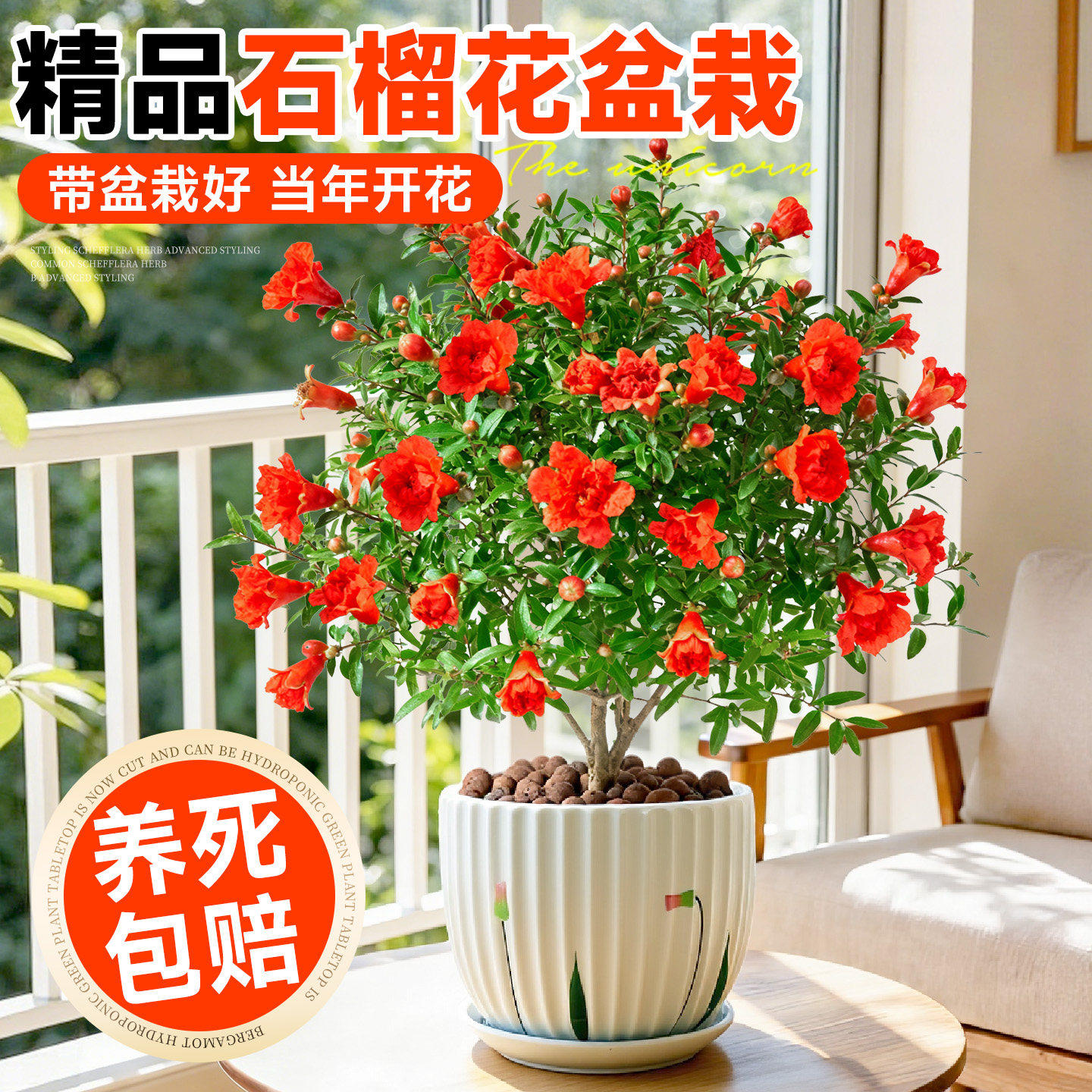 石榴花盆栽石榴树树苗果树果苗室内庭院南北方四季水果树种植耐寒