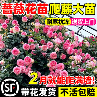 蔷薇花苗藤本月季特大花树庭院爬藤植物花卉盆栽阳台玫瑰四季开花