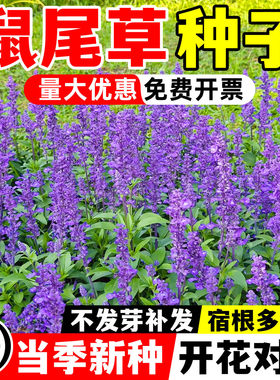 宿根鼠尾草种子蓝色多年生一串蓝种籽紫花鼠尾草四季播种耐寒花卉