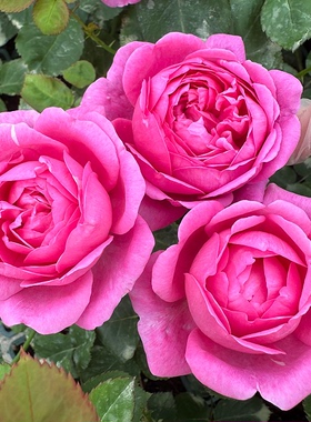 铃兰家 | 童话奏鸣曲Marchen kugel日本新品月季花苗灌木盆栽强香