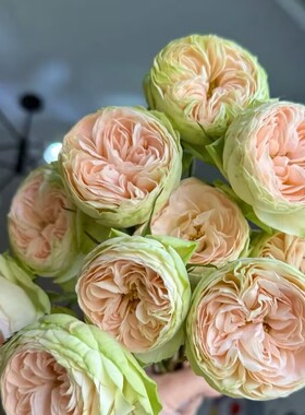 铃兰家 | 达琳 darlene 肯尼亚多头月季花苗新品花苗盆栽欧月灌木