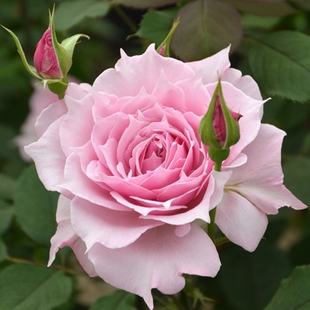 月季 铃兰家 Elixir日本木村卓功2025新品 エリクシル 花苗 秘药