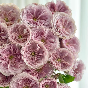 铃兰家 | 仪式 Ritual 2026月季超新品肯尼亚多头花苗盆栽植物