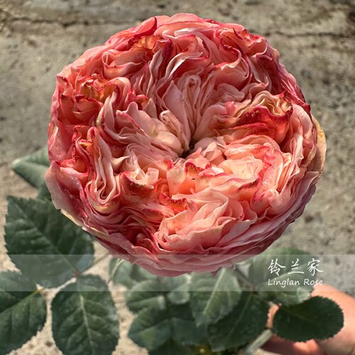 布里奇顿Bridgerton月季花苗盆栽