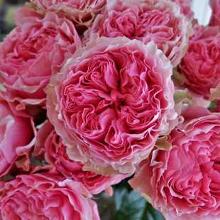 铃兰家 |  维多利亚亲吻 victorian kiss月季超新品花苗灌木盆栽