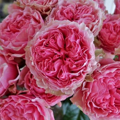 维多利亚亲吻victoriankiss花苗