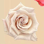 银沙 Sliver sand厄瓜多尔2025超新品 铃兰家 月季 切花苗灌木