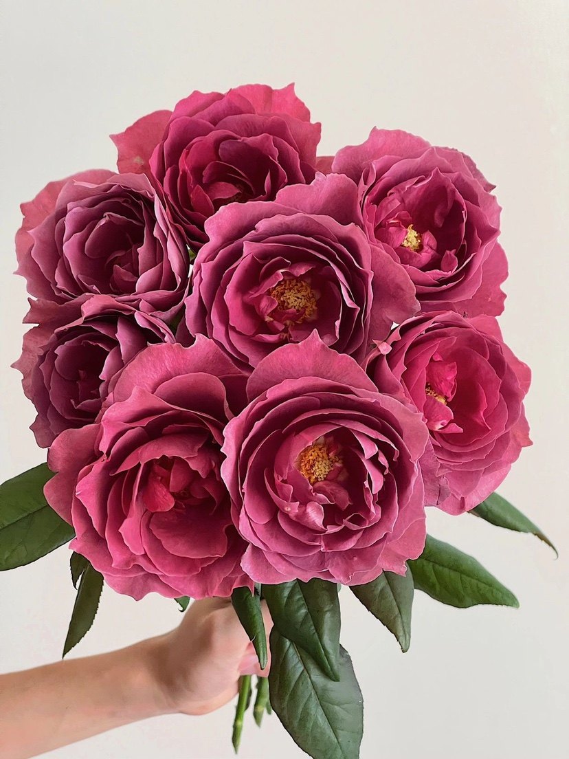 铃兰家 | 红茶 日本超新品花园木本玫瑰花苗盆栽阳台月季花卉浓香