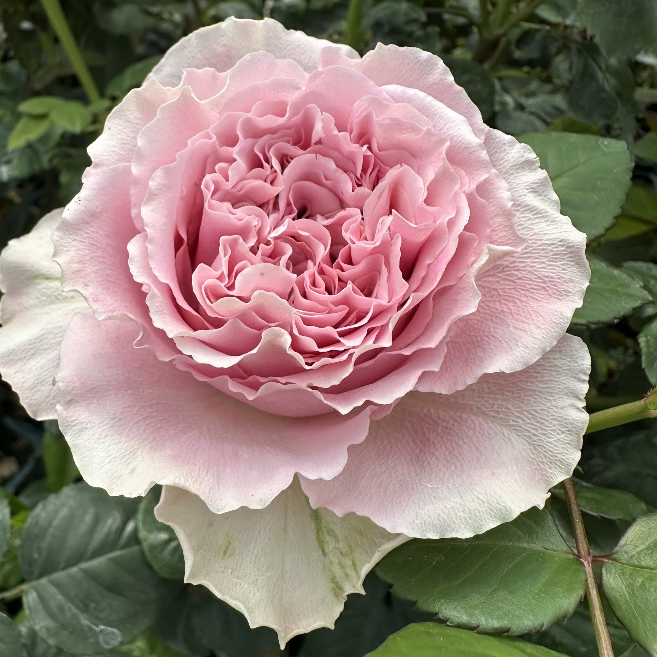 叛逆粉色RebellionPink月季花苗