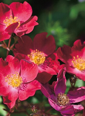 铃兰家 | 纺锤 Canetteカネット河本麻纪子日本2026新品月季花苗