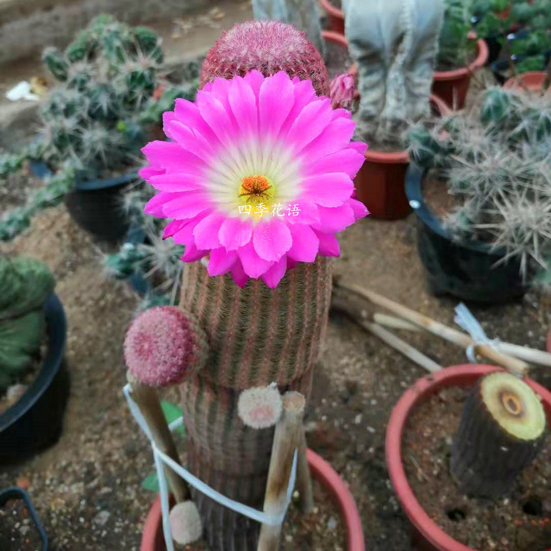 红太阳仙人球植物红太阳实生品种仙人球仙人掌植物仙人球植物盆栽