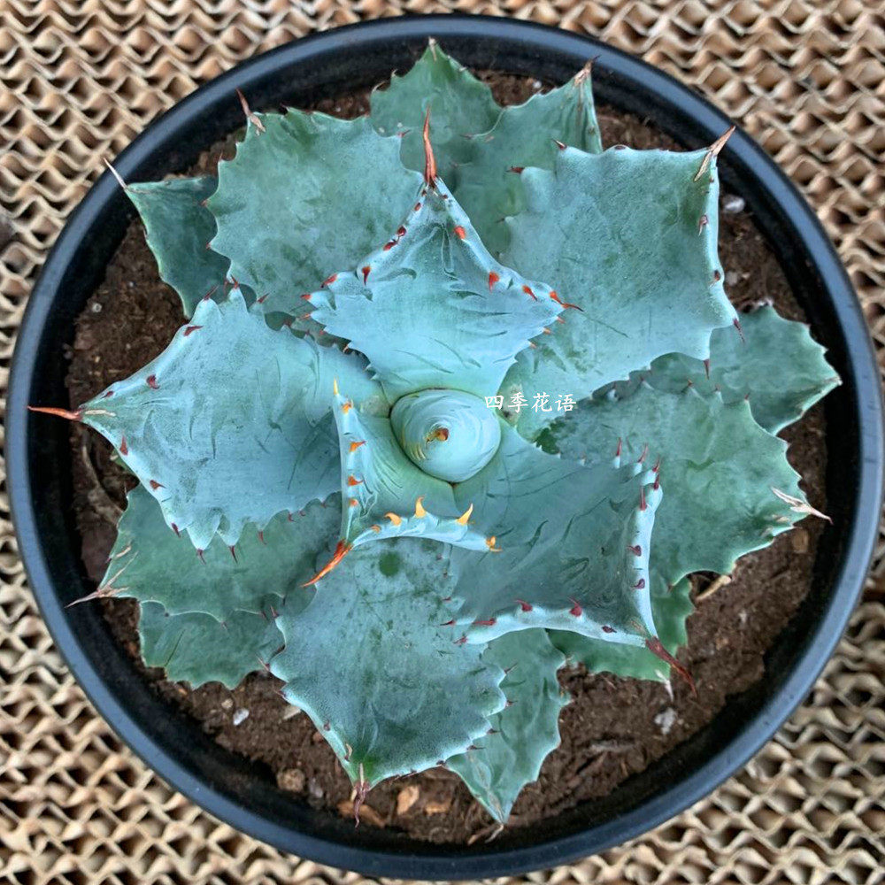 甲蟹龙舌兰科植物连刺甲蟹龙舌兰苗品种龙舌兰盆栽花卉多肉盆栽