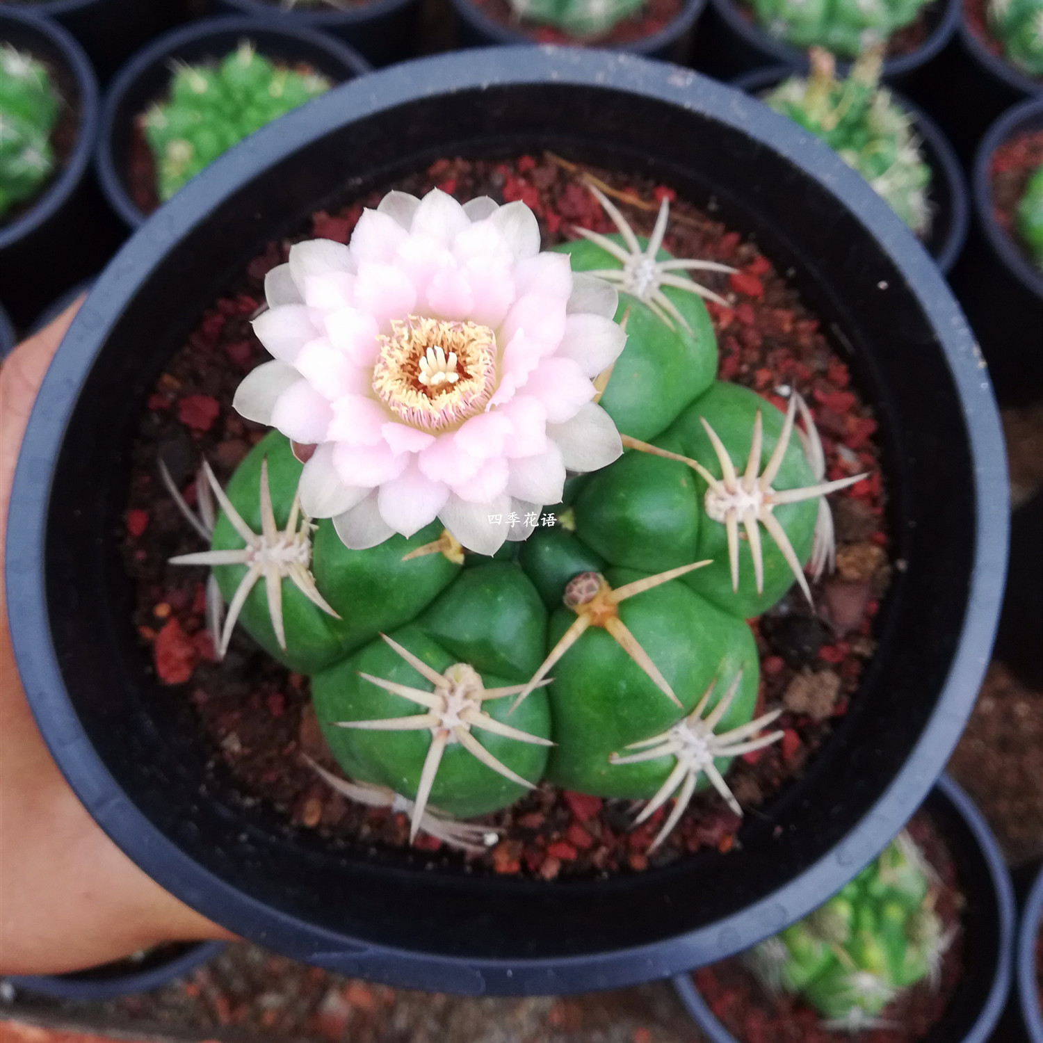 实生海王仙人球 开花仙人球 可以开红花海王 开白色花海王 品种球