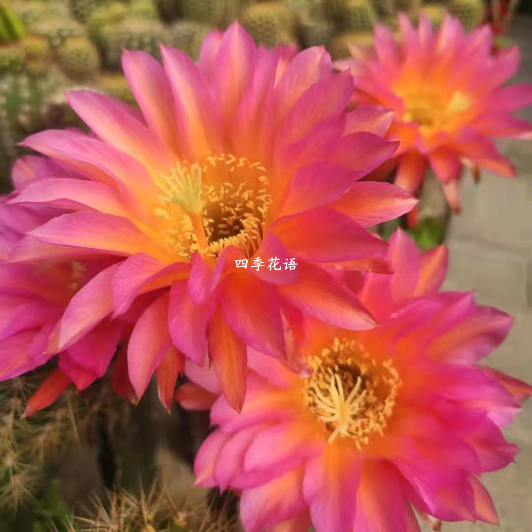 四季花语 太阳新娘毛花柱仙人掌 仙人球  开大花品种毛花柱 花卉