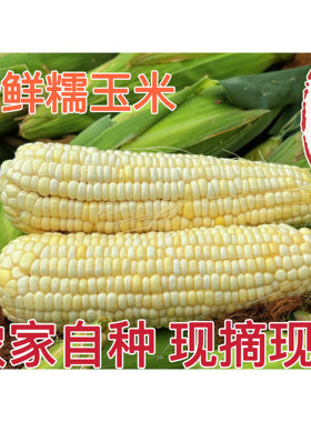 河南现摘带皮白糯玉米