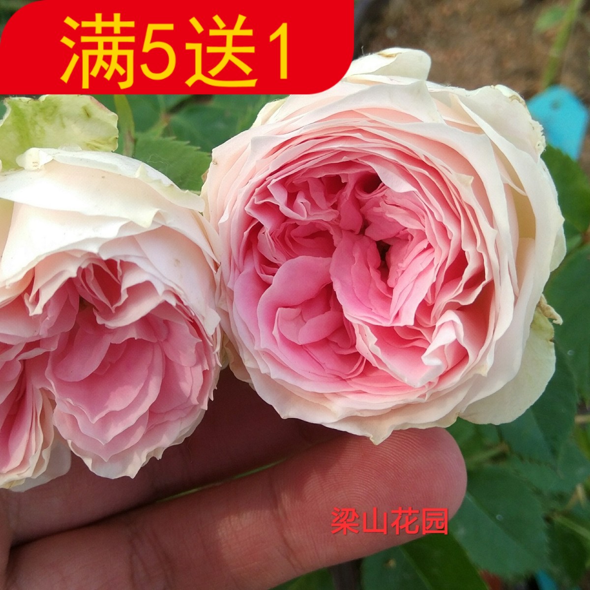 欧月盆栽阳台丰花门廊绒球甜蜜马车闪电微型月季花植物勤花多花在类目 鲜花速递/花卉仿真/绿植园艺, 花卉/绿植盆栽（新）, 花卉中 - 来自Buy2taobao.com提供专业的淘宝代购服务