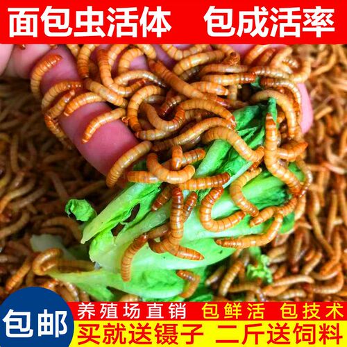 面包虫活体 黄粉虫活虫鲜活虫种虫金龙鱼石蛙仓鼠蜥蜴画眉鸟饲料 - 封面