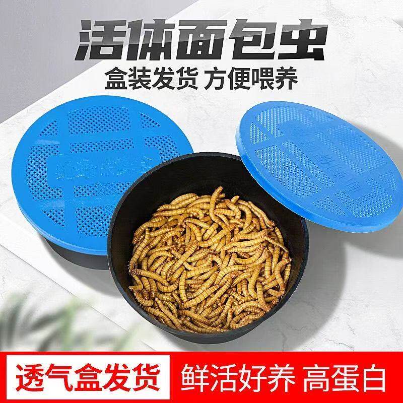 面包虫活体透气小盒发货黄粉虫蜘蛛蝎子乌龟守宫角蛙画眉鸟饲料