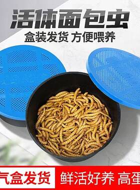 面包虫活体透气小盒发货黄粉虫蜘蛛蝎子乌龟守宫角蛙画眉鸟饲料