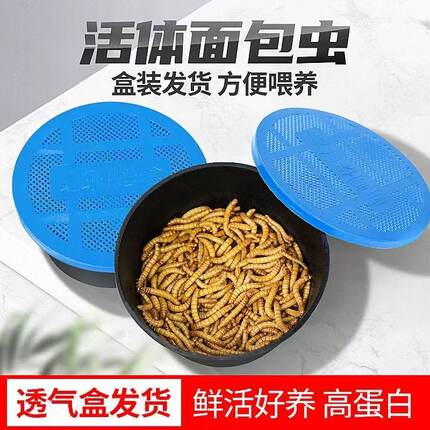 面包虫活体透气小盒发货黄粉虫蜘蛛蝎子乌龟守宫角蛙画眉鸟饲料