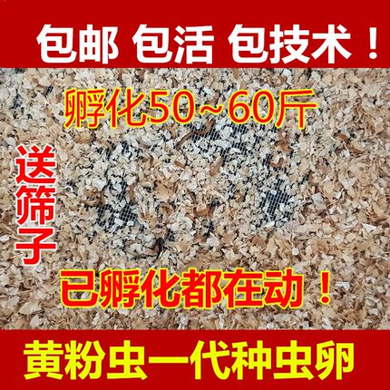黄粉虫虫卵面包虫虫卵优质种虫卵一代种虫卵包邮包活包技术
