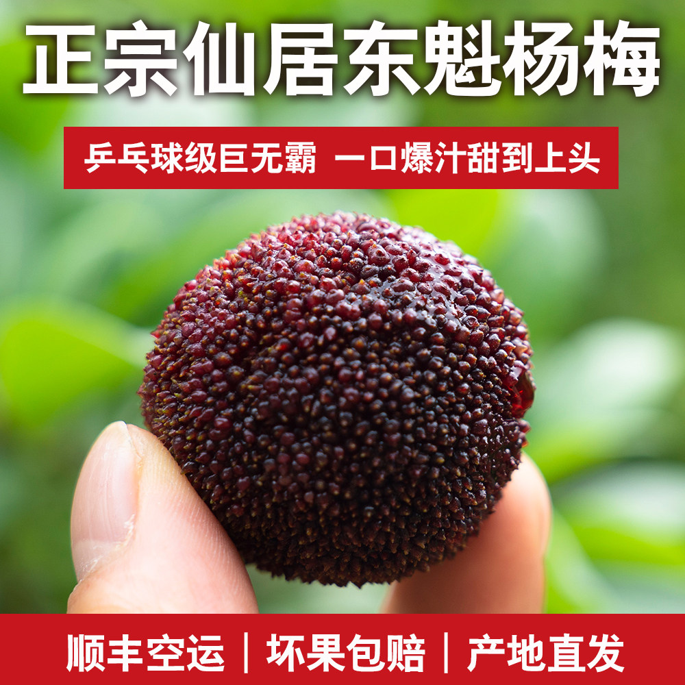 正宗浙江仙居杨梅鲜果当季新鲜特大东魁杨梅水果浙江台州特产礼盒