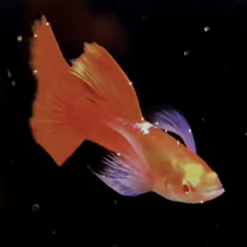 霓虹大耳孔雀鱼紫耳活鱼热带观赏鱼